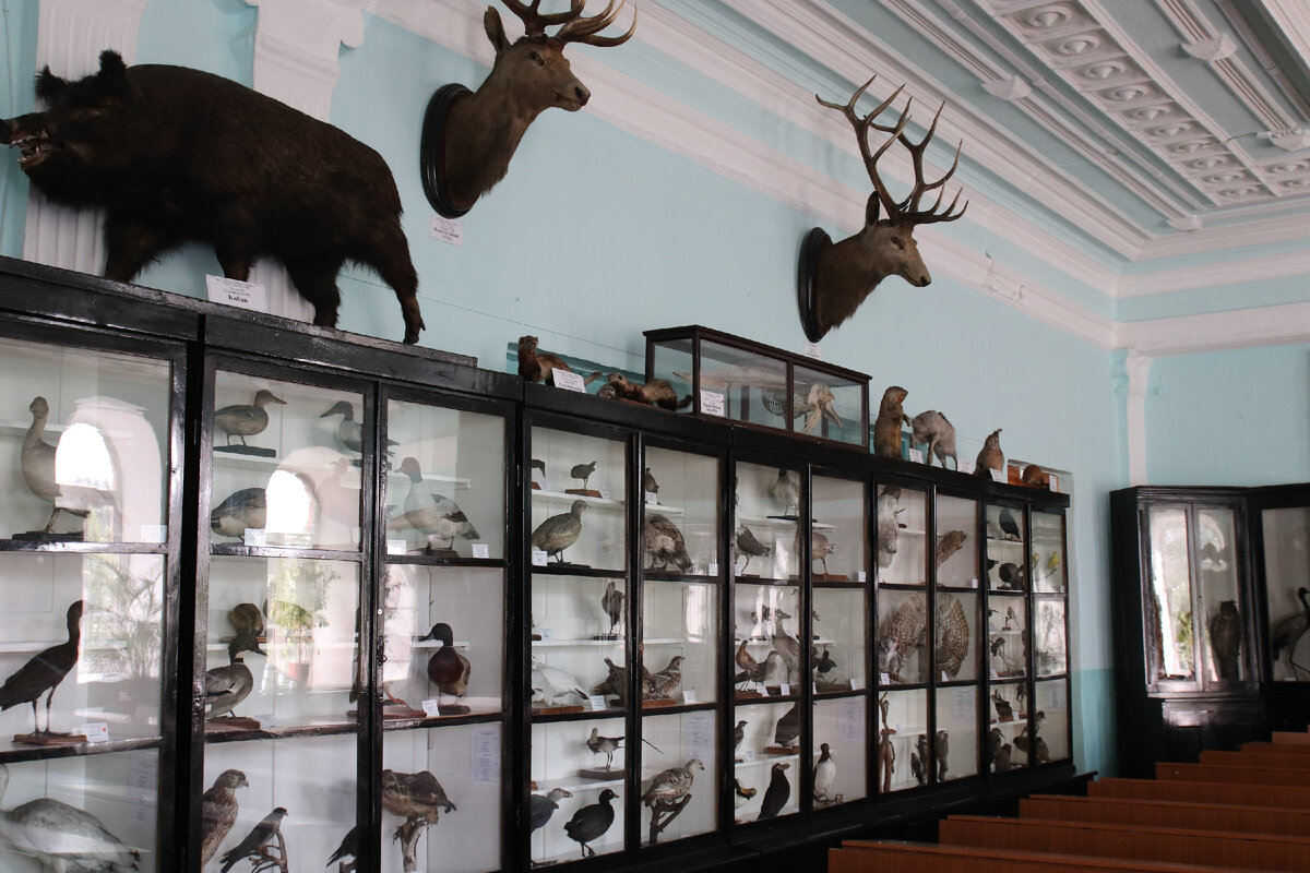 Музей зоологии позвоночных им. В.Ч. Дорогостайского