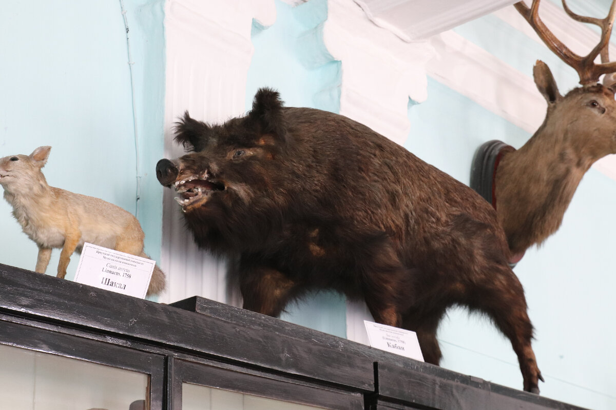 Чучело кабана музея зоологии позвоночных им. В.Ч. Дорогостайского