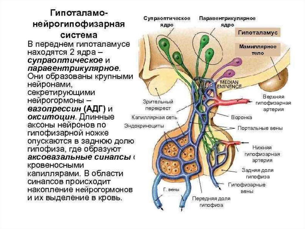 Гипофиз кровеносная система. Гипоталамо-гипофизарная система супраоптическое ядро. Схема строения гипоталамо гипофизарной нейросекреторной системы. Схема гипоталамо-гипофизарной системы анатомия. Гипоталамо-гипофизарная система ядра гипоталамуса.