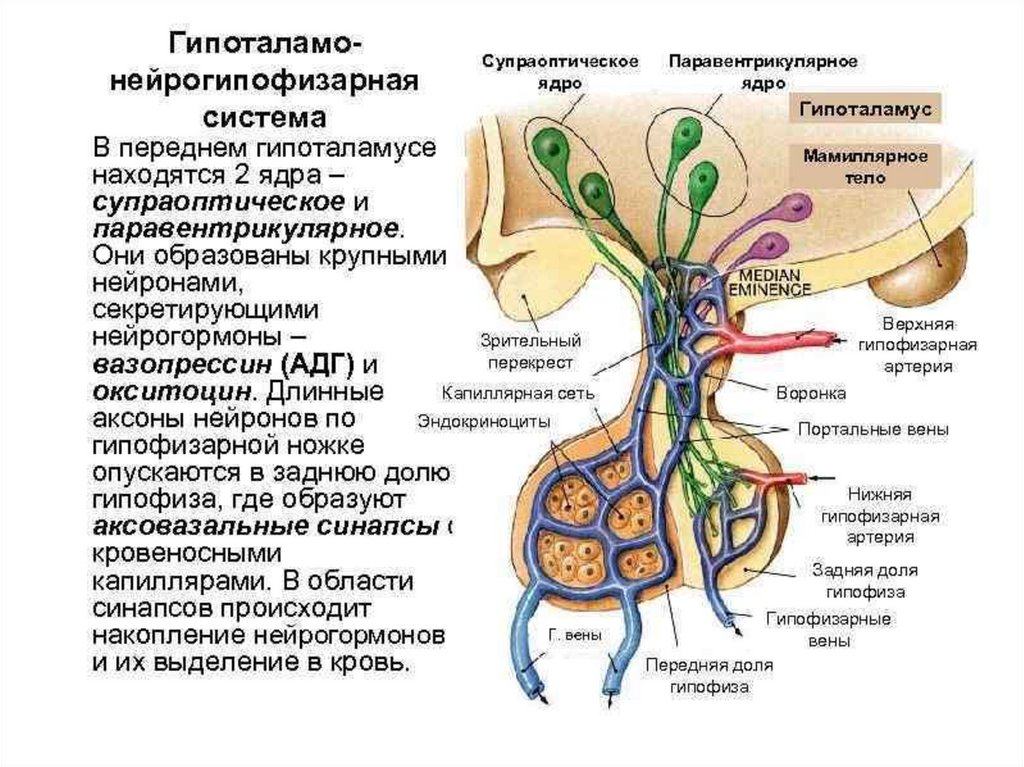 Гипофиза гипоталамо гипофизарная система