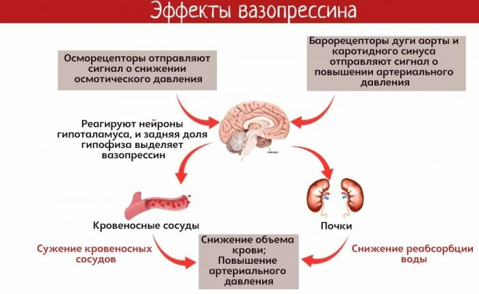 Антидиуретический гормон гипофиза