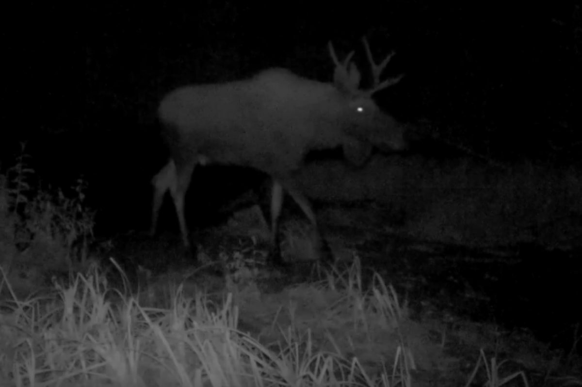    Время лосиных свадеб началось в заповеднике Бурятии