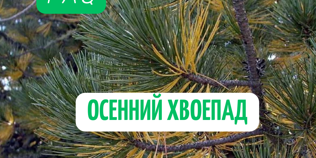 FAQ по осеннему хвоепаду