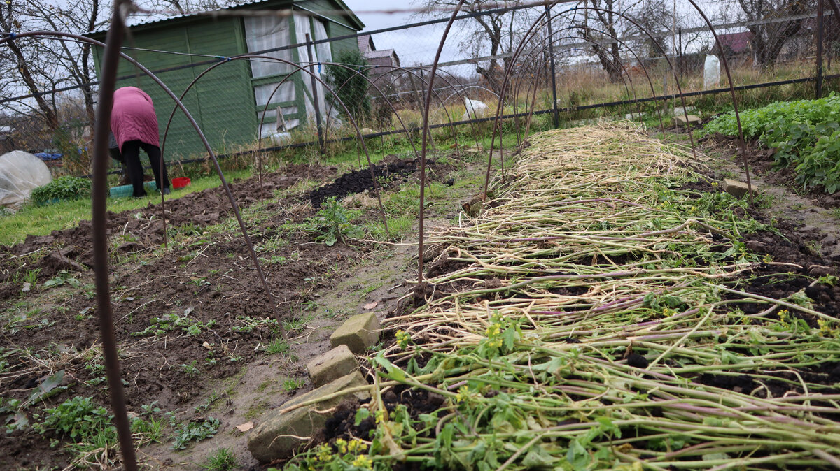 Мульча из сидератов.