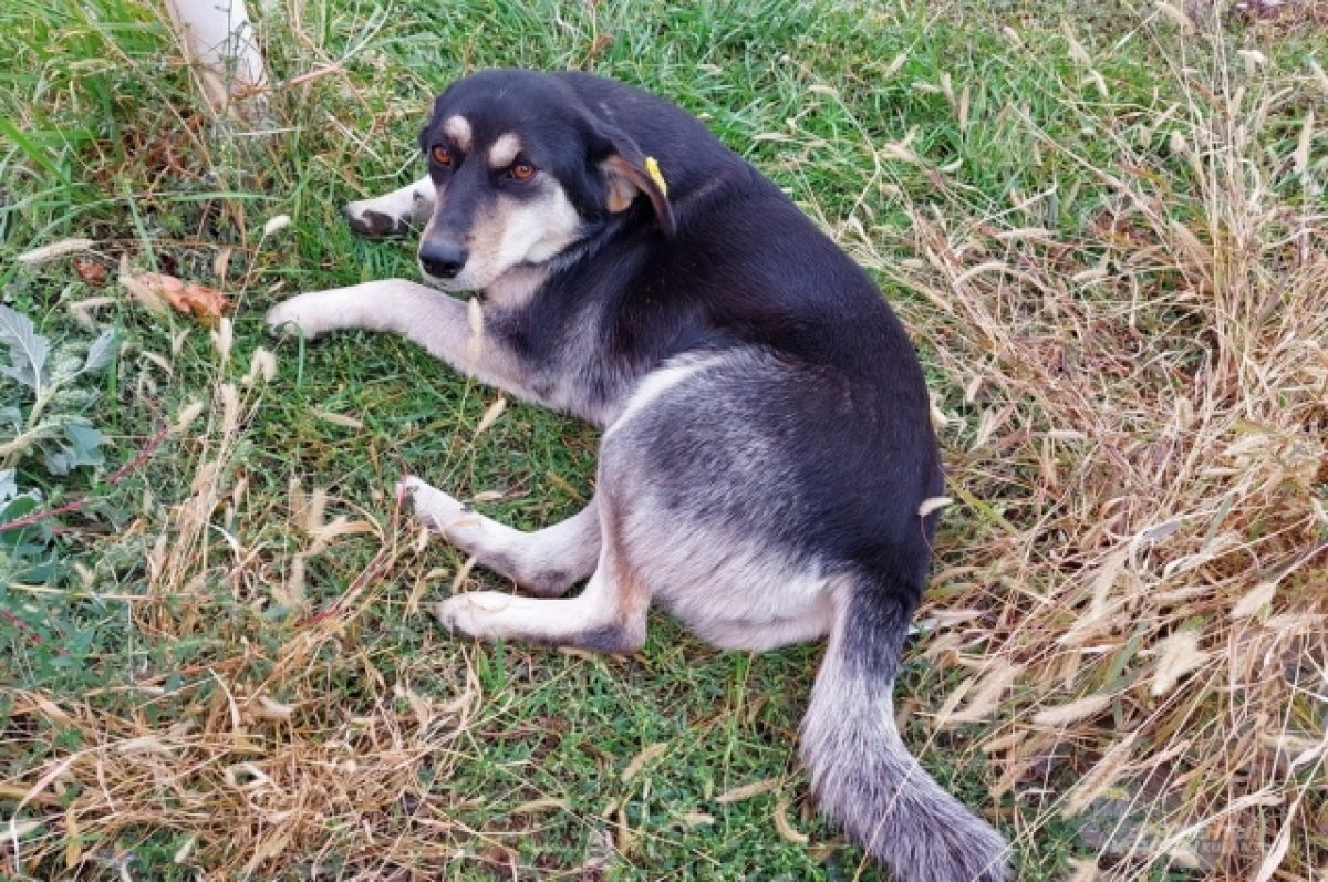    В Красноярском крае 25-летний алкоголик убил собак своей бывшей девушки