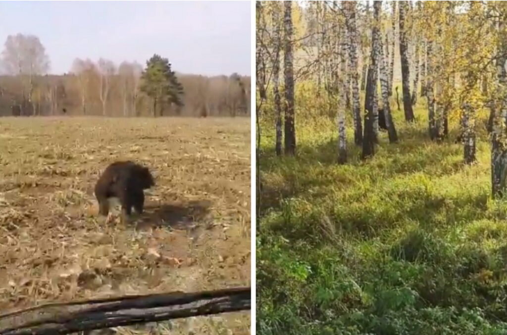 Нужно прогнать медведя.