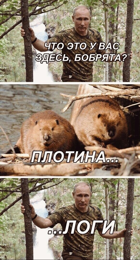 Мем бобры и плотина логи. Картинка из открытых источников для иллюстрации