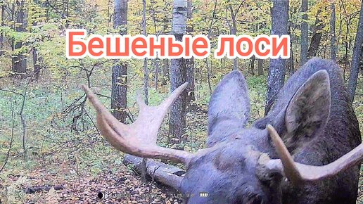 Будут