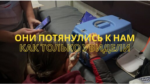 Tải video: ОНИ ПОТЯНУЛИ К НАМ ЛАПКИ, как только увидели! Путешествие за двумя малышками!