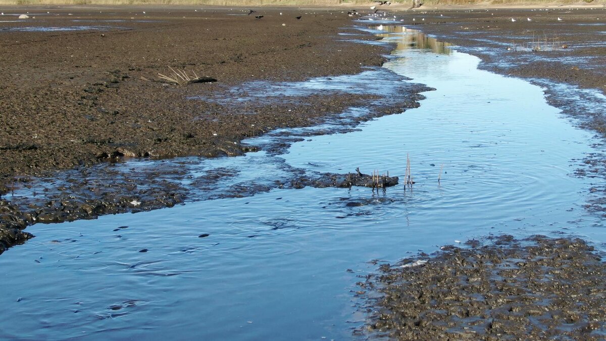 рыба в пруду