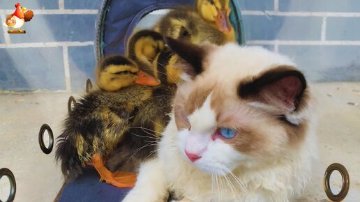 Утята замерзли в пруду и пошли к Кошкам погреться 🤗😻😂 доверительные отношения домашних питомцев ❣️