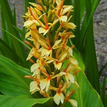 Гедихиум Гарднера (Hedychium gardnerianum). © Alison Piasecka