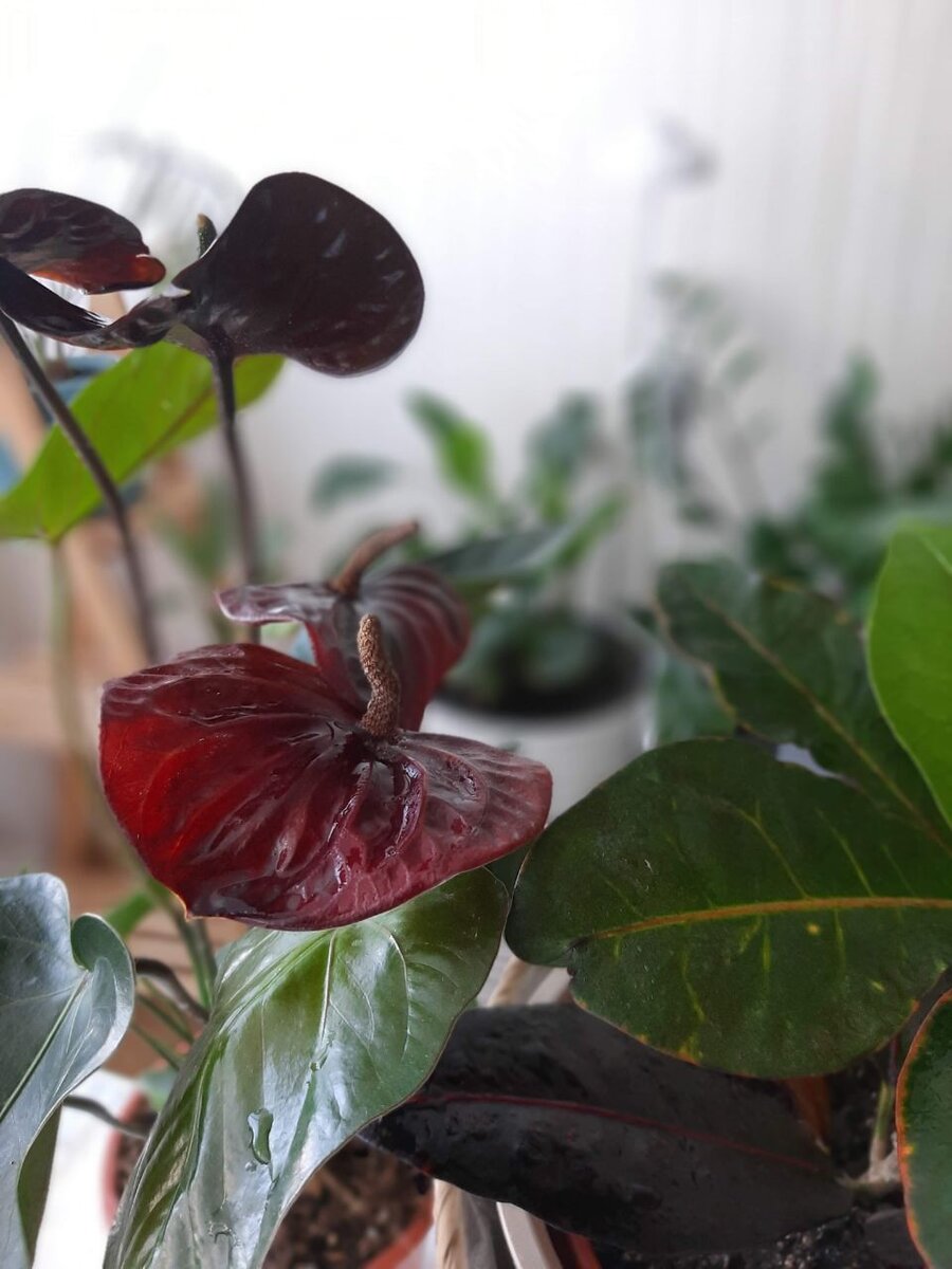 Антуриум Блэк лав и кротон