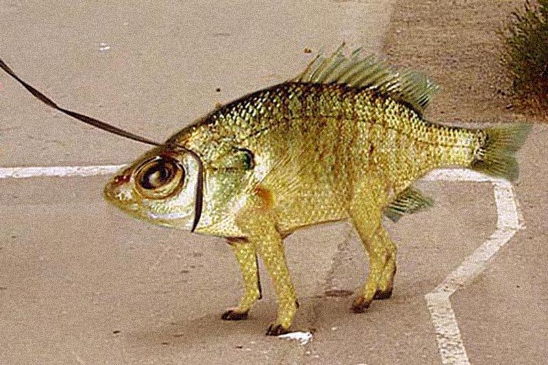 Яндекс.Картинки