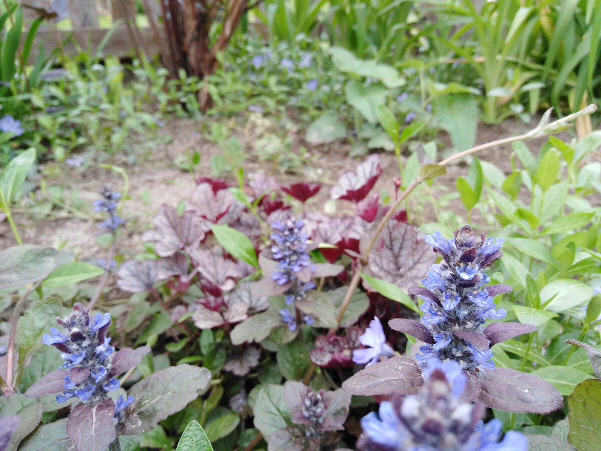 Живучка ползучая в цветнике под пузыреплодником