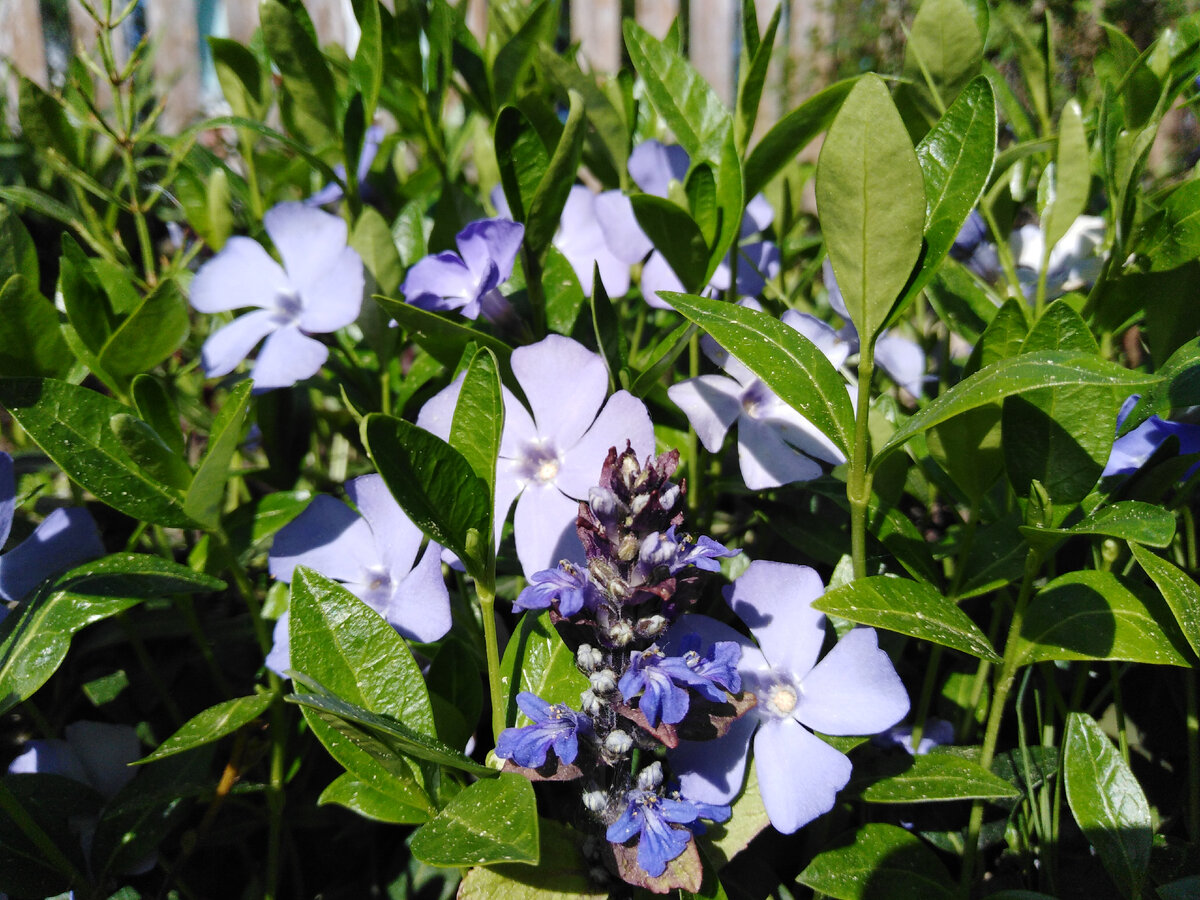 Цветение живучки ползучей видовой >>>