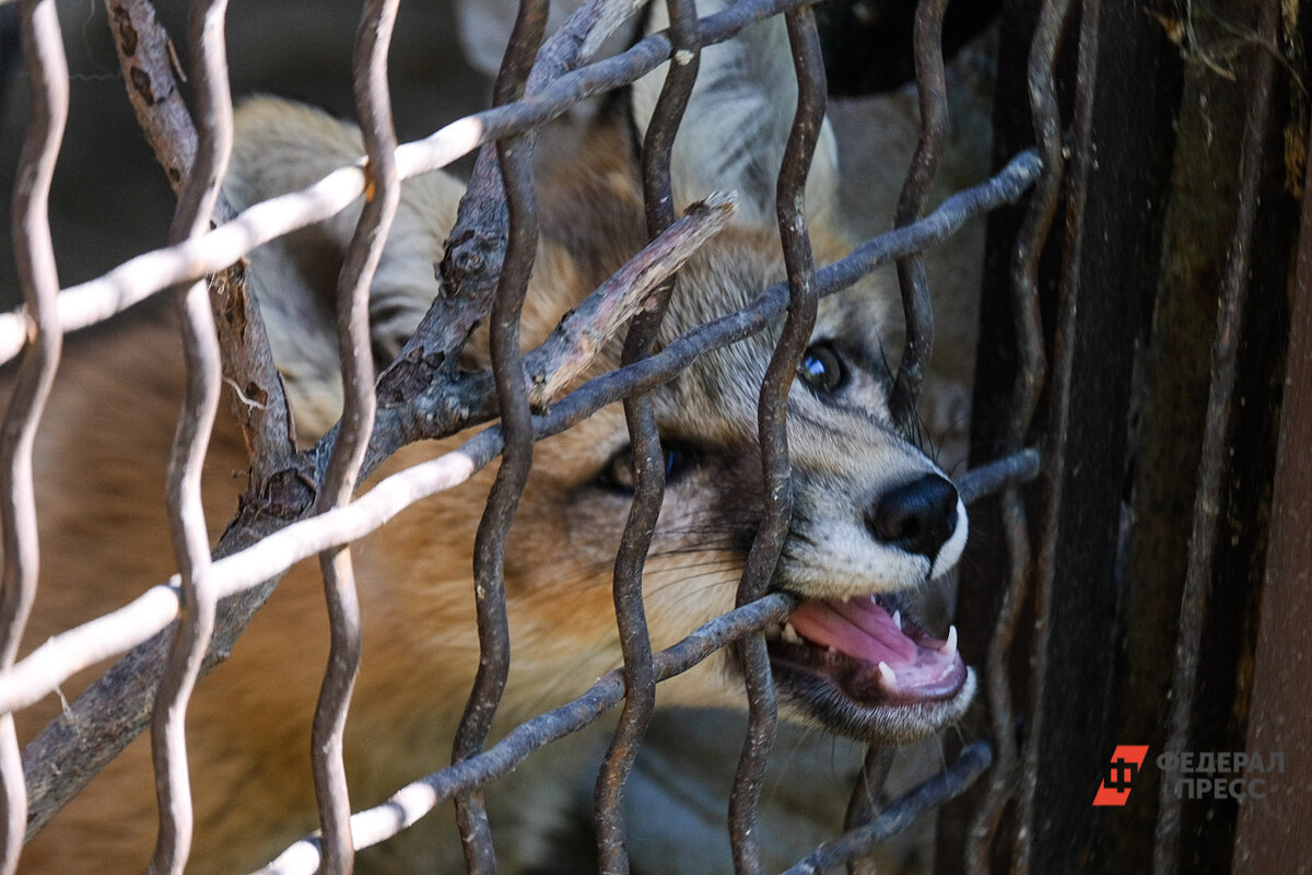 Заболевание было обнаружено у лисицы.  Фото: ФедералПресс / Полина Зиновьева