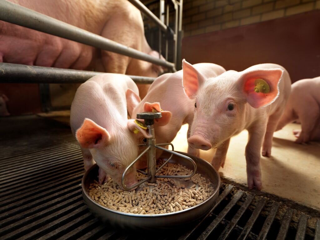 Интенсификация свиноводства в значительной степени зависит от грамотной организации выращивания молодняка свиней.
