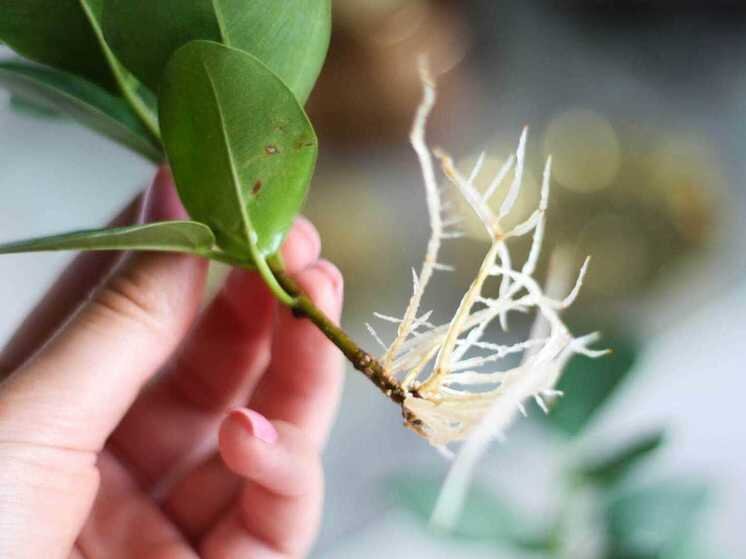     фото: gruenstadt.ru