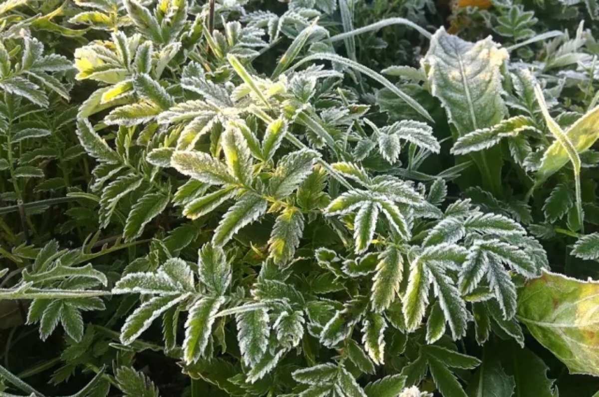    Заморозки придут в Псковской область 20 октября