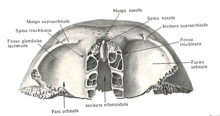 ЛОБНАЯ КОСТЬ, OS FRONTALE вид снизу