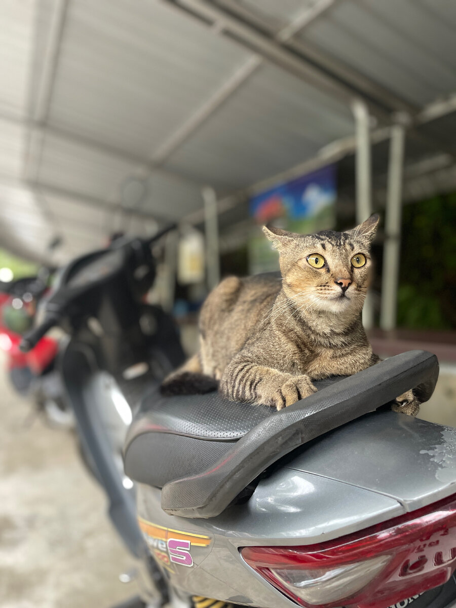 Местный котейка 🐱 