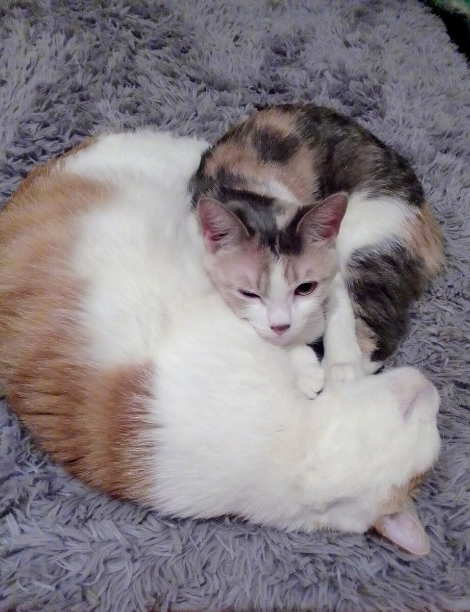 Котикам статус не важен)