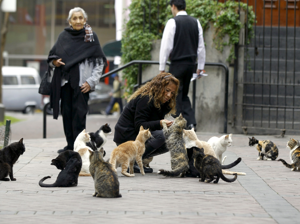 монеты красная книга перу. перу кошки. парк кеннеди в лиме кошки. перу кошки. линии плато наска.