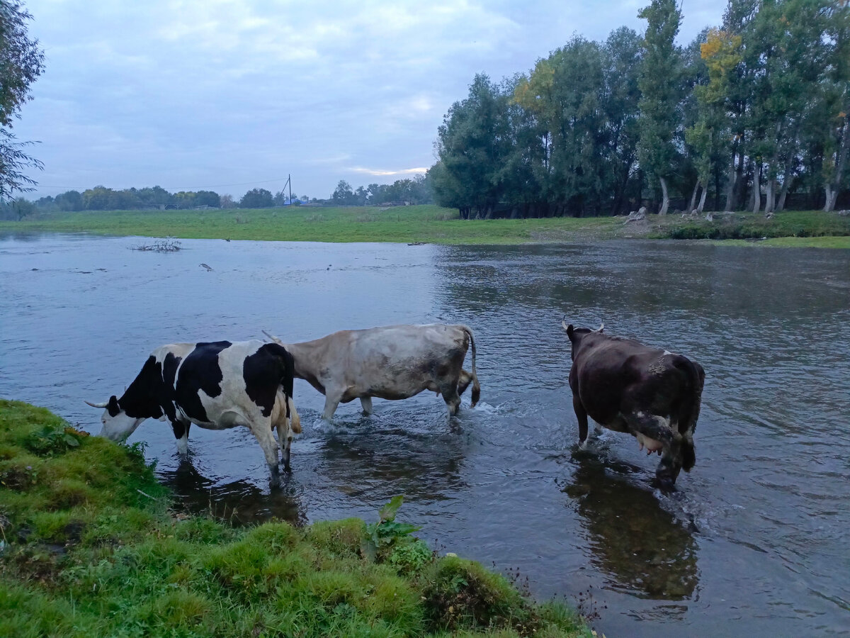 Мои бродяжки.