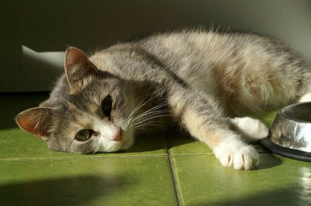 Фотография из интернета, потому что я опять забыла зафотать пациента, но эта кошка похожа на Мурку