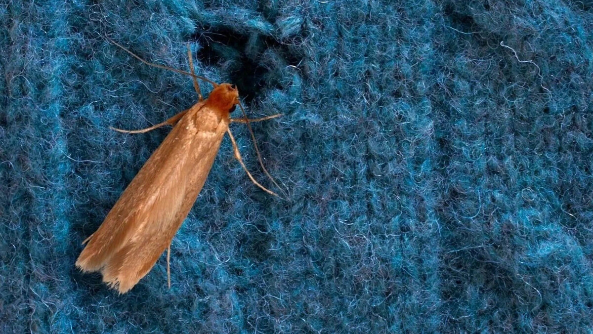 “Спасти нельзя выкинуть”: как сохранить любимые вещи и победить моль ...