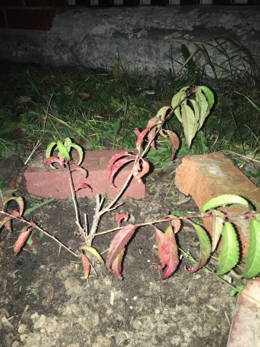 Сакура в Урае! Фото Светланы Бочеваровой!