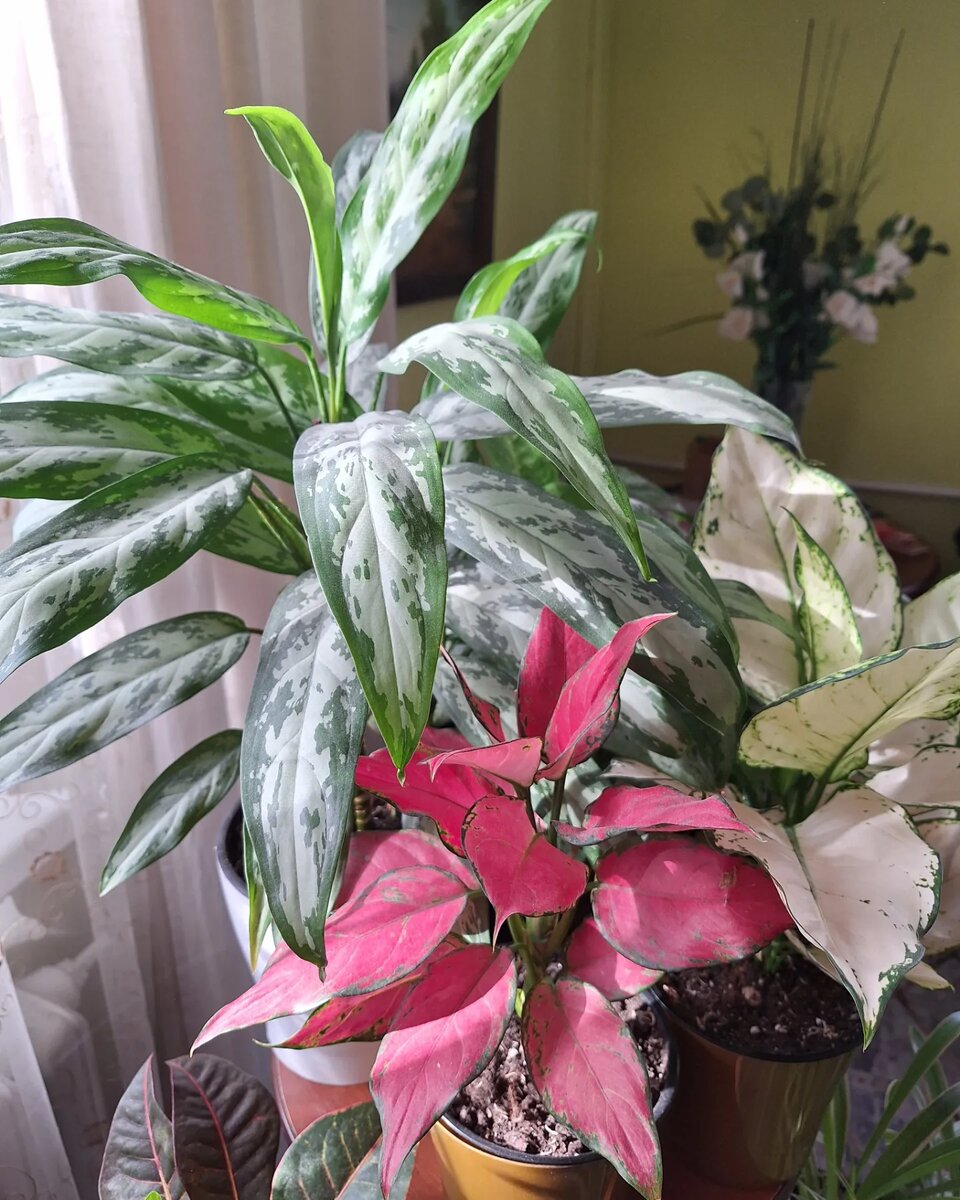 Аглаонемы Сильвер Квин, Черри Стар и Супер Вайт.