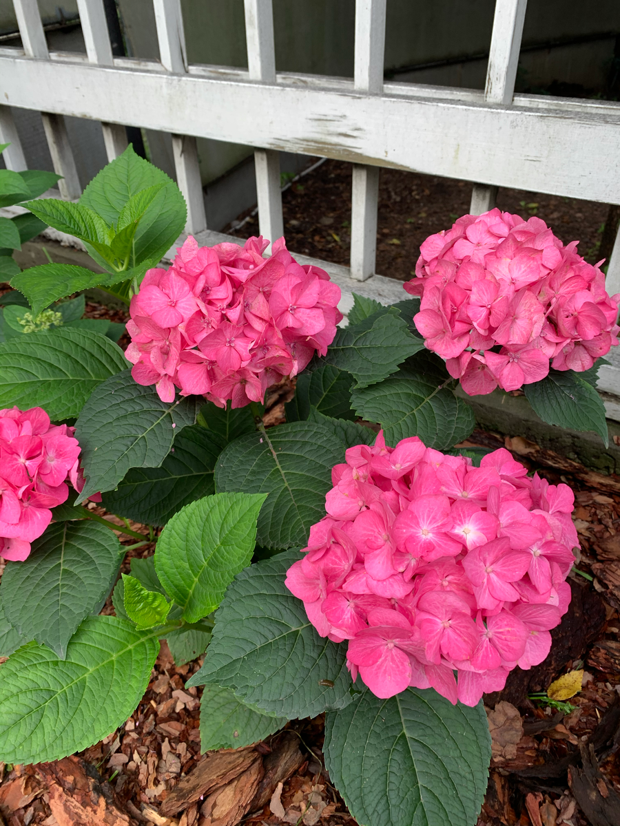 Чем больше  бутонов, тем тяжелее было отвести взгляд
