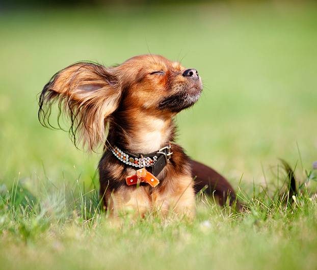 С утра всё пометил - и целый день свободен!