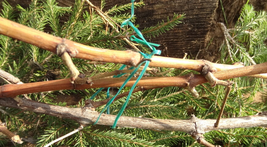 Лозы винограда подготовленные для зимнего укрытия: обрезанные, связанные и уложенные на лапник