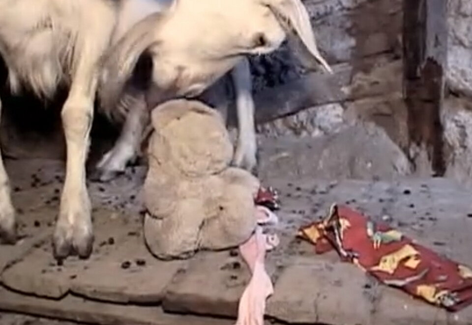 Теперь козы играют с игрушками Саши