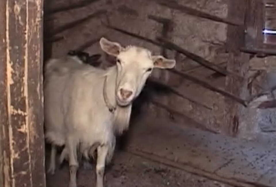 Коза Зорька искренне недоумевает, куда делся их маленький сосед