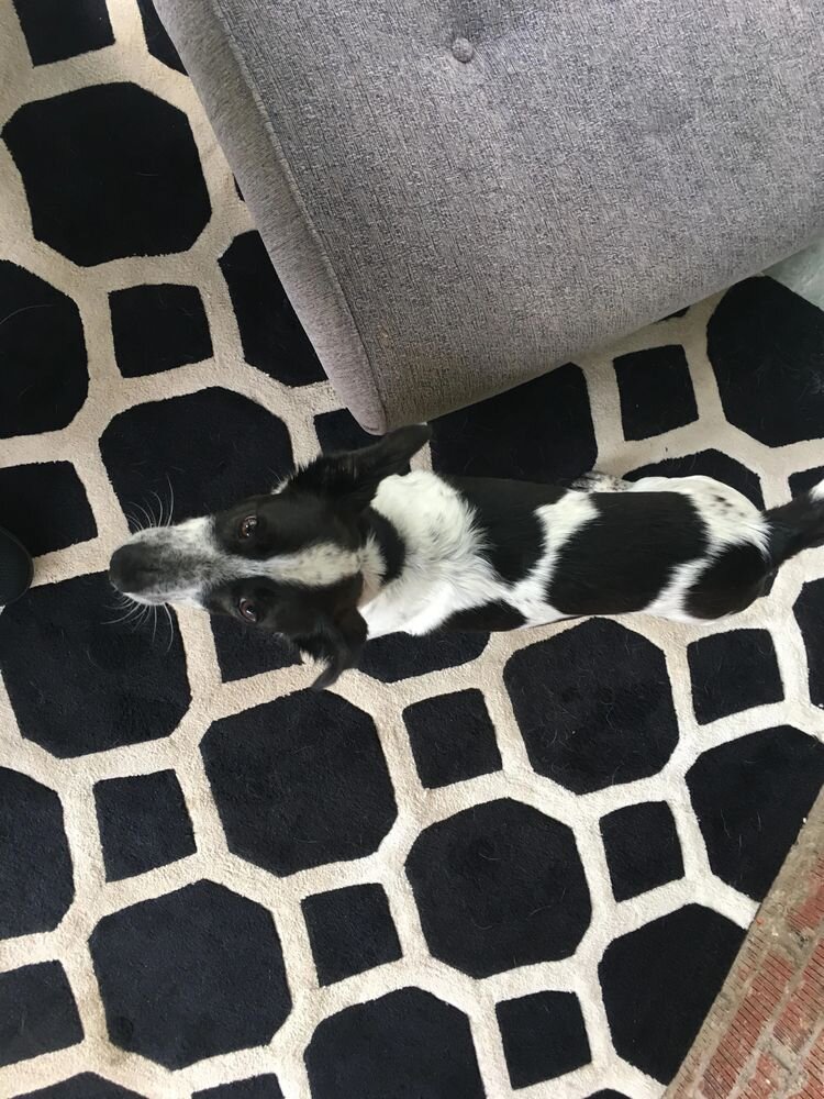 Источник: https://www.reddit.com/r/AccidentalCamouflage/comments/12uw0pm/my_brothers_dog_jake