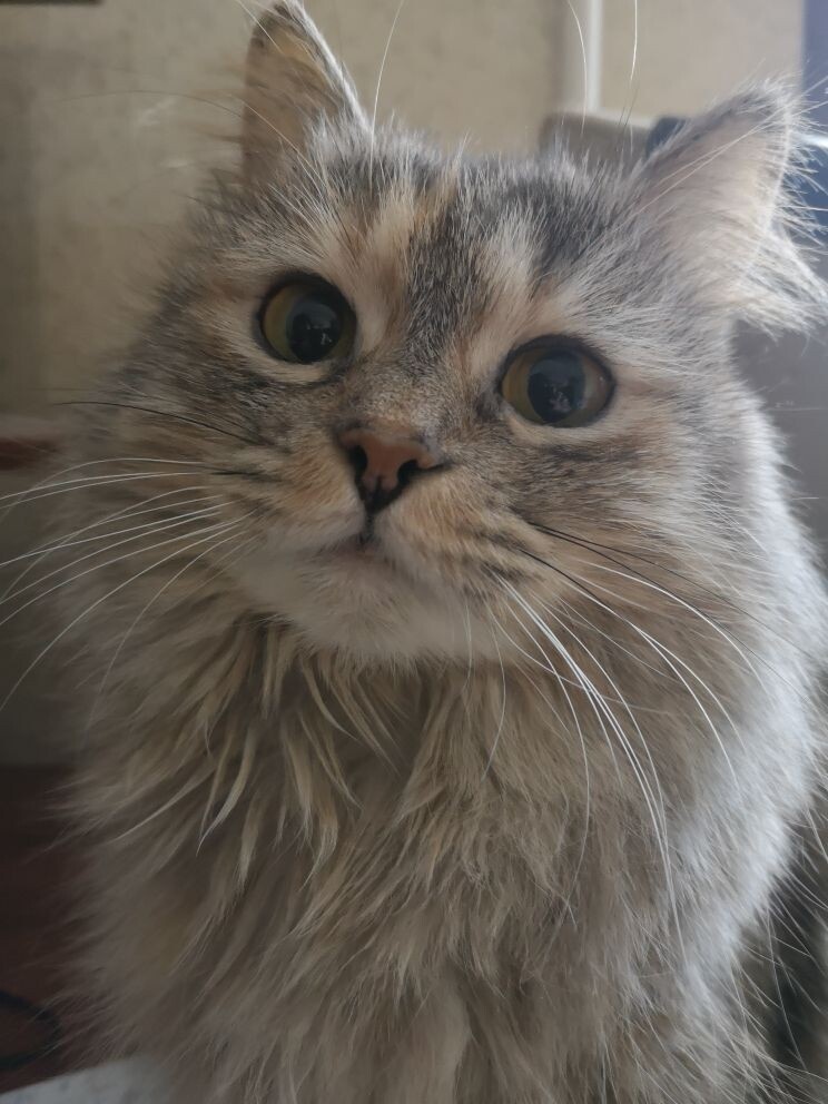 Маленькая Кися. Фото автора