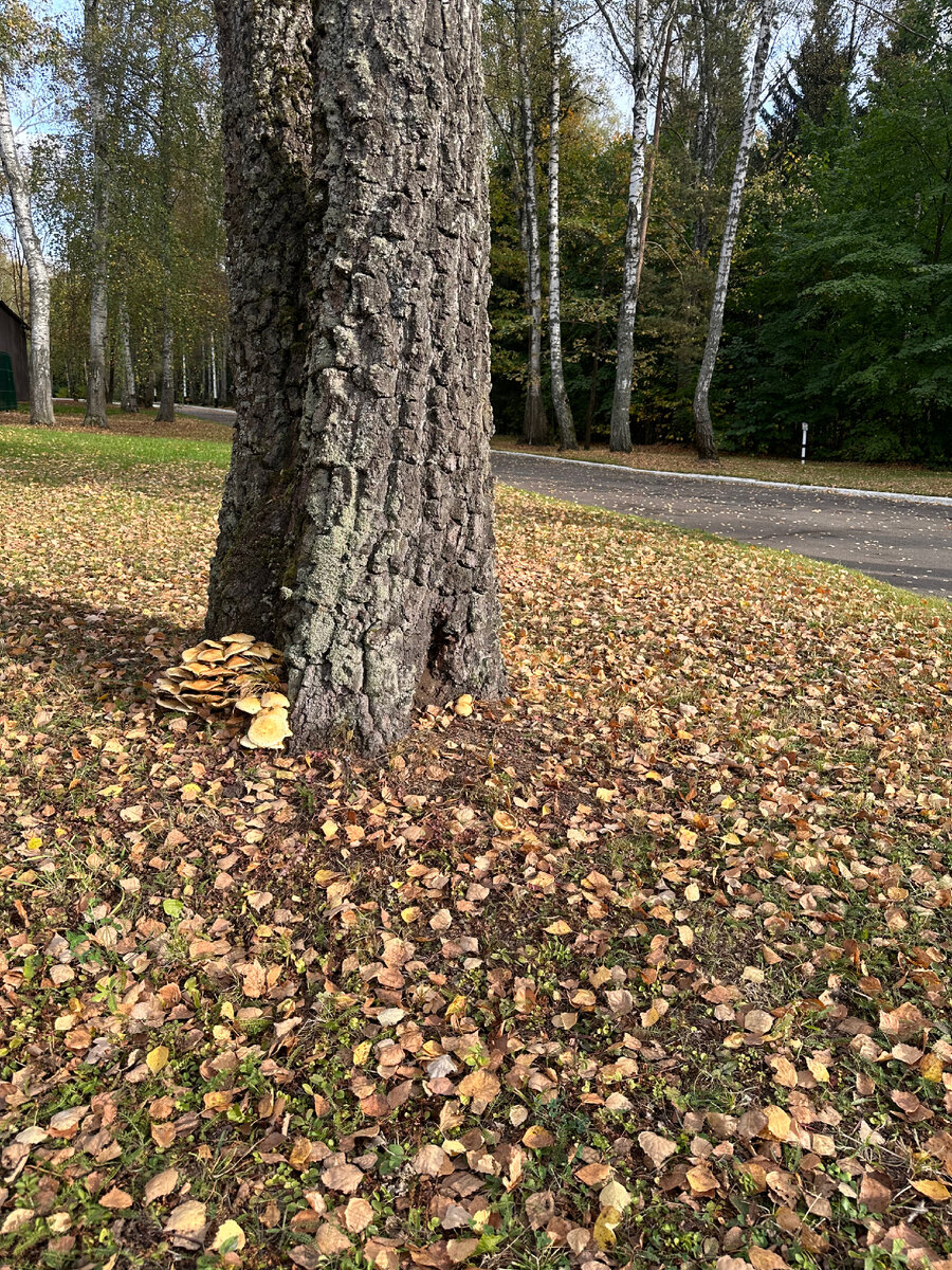 Как часто мы смотрим себе под ноги, когда куда-то идём!