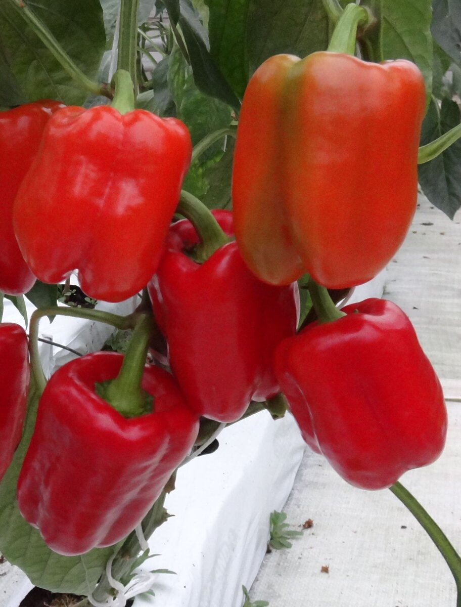 Перец Красный куб, СЦ "Гавриш"