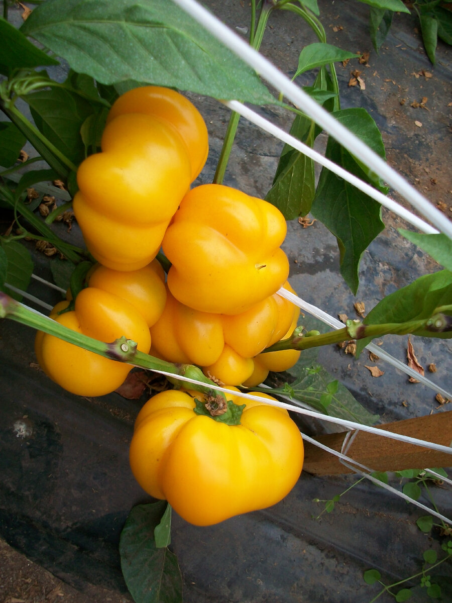 Перец Фон Барон желтый, СЦ "Гавриш"