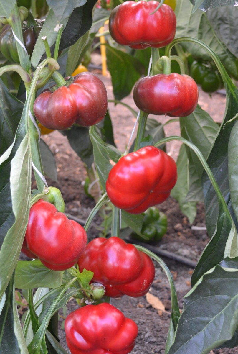 Перец Фон Барон красный, СЦ "Гавриш"