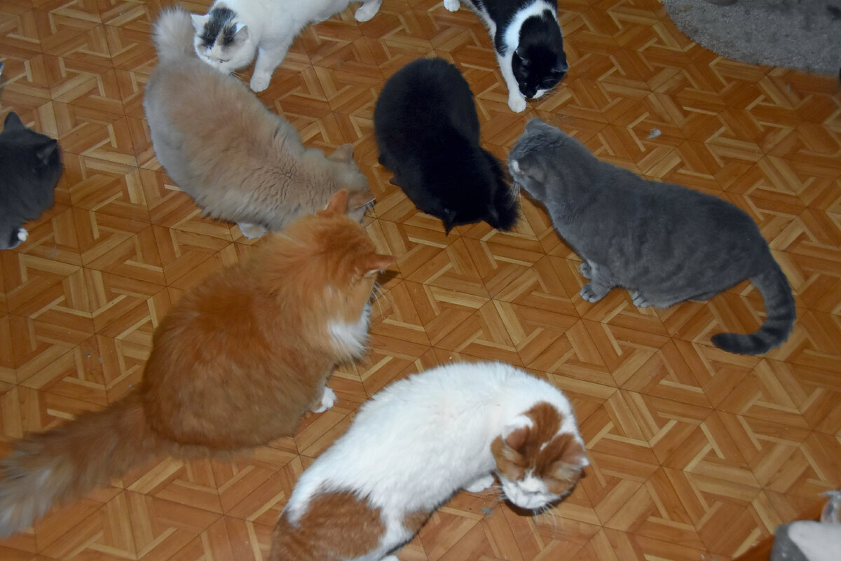 Ажиотаж общекошачий