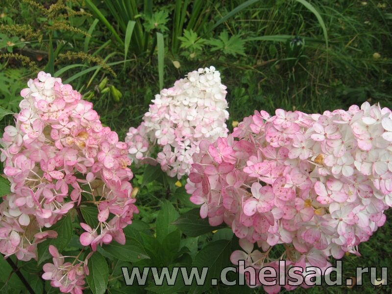 Гортензия На Английском фото 14