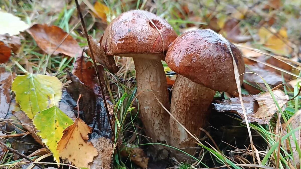 Такое ещё можно кое-где увидеть (фото пользователя CUPI)