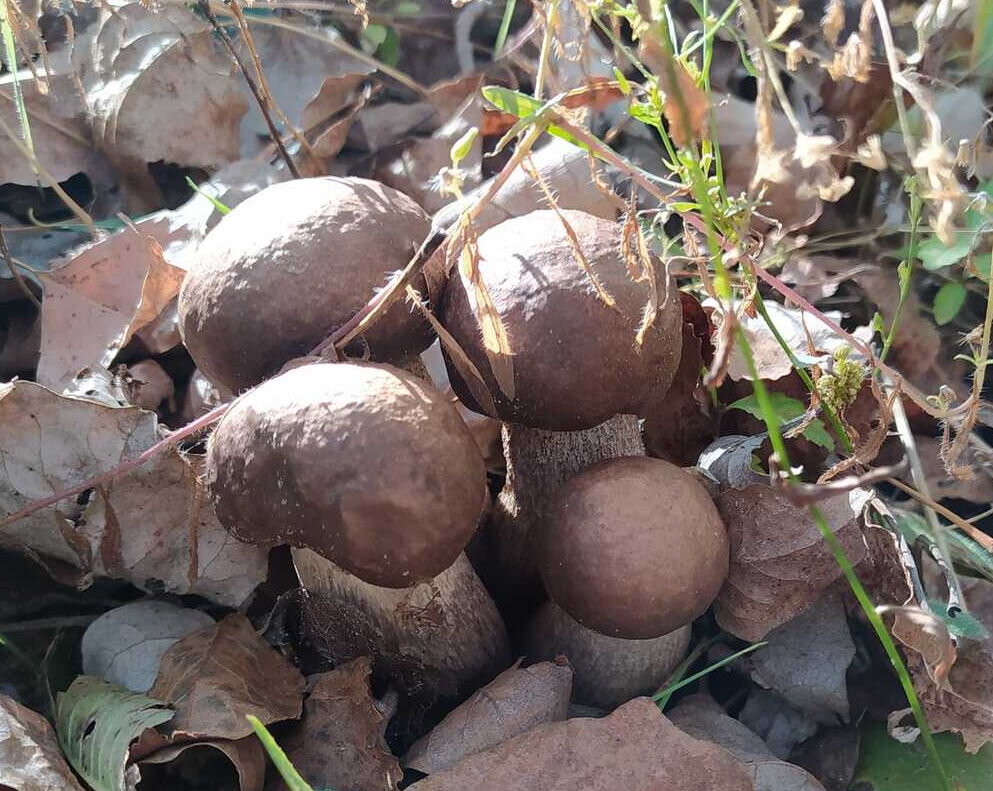 Донские "обабки". У нас они так не растут почему-то (фото пользователя Wint)