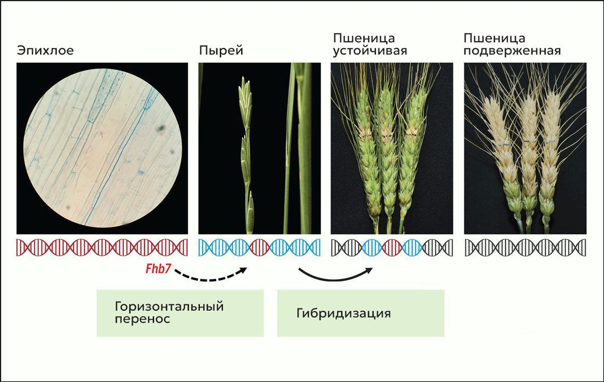 Механизм переноса гена устойчивости к фузариозу (Wang et al., см. выше)