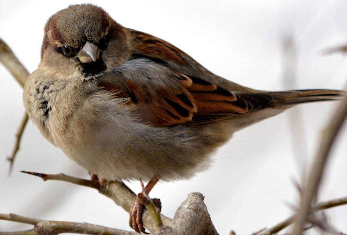 Такой Милаш, так и хочется бросить ему хлебушка. Фото из интернета 